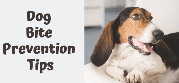 Dog Bite Prevention – Danish Mutual Insurance Association